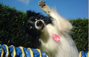 Tiago Adestrador - Foto 1