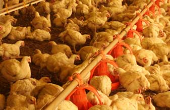 Depósito de Frangos - Foto 1