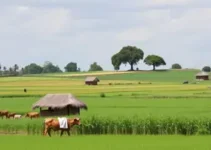 Presidente do Sindicato Rural de Assis