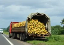 caminhão carregado com mandioca