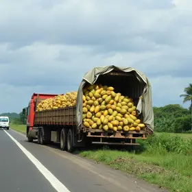caminhão carregado com mandioca