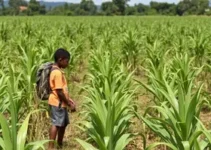 jovem desaparecida Assis