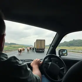 motorista dorme ao volante