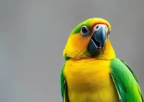 papagaia vidente