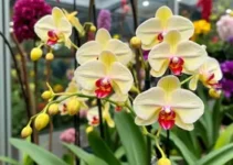 Exposição de Orquídeas de Guarapuava
