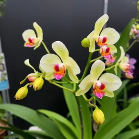 exposição de orquídeas Guarapuava