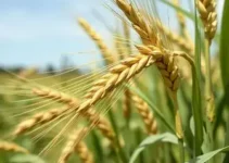 bactérias benéficas no trigo