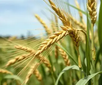 bactérias benéficas no trigo