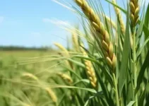 bactérias no trigo