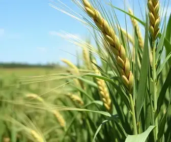 bactérias no trigo